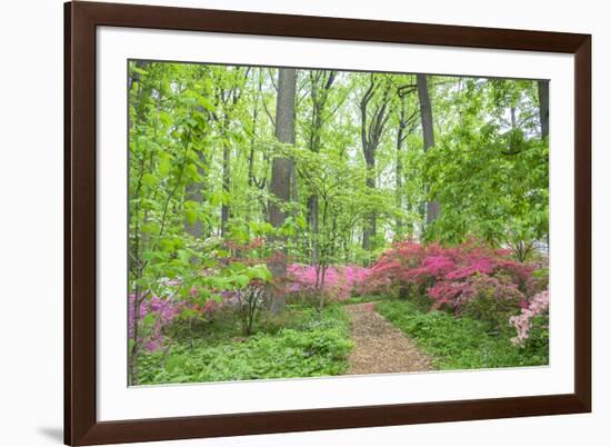 Azalea Woods, Winterthur, Delaware, Usa-Lisa S. Engelbrecht-Framed Premium Photographic Print