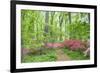 Azalea Woods, Winterthur, Delaware, Usa-Lisa S. Engelbrecht-Framed Premium Photographic Print