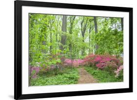 Azalea Woods, Winterthur, Delaware, Usa-Lisa S. Engelbrecht-Framed Premium Photographic Print