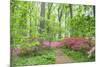 Azalea Woods, Winterthur, Delaware, Usa-Lisa S. Engelbrecht-Mounted Premium Photographic Print
