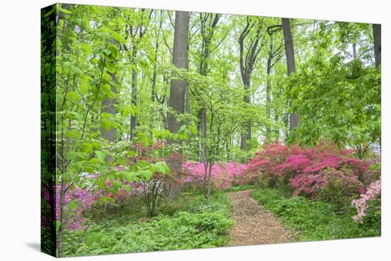 Azalea Woods, Winterthur, Delaware, Usa-Lisa S. Engelbrecht-Stretched Canvas