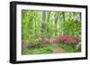 Azalea Woods, Winterthur, Delaware, Usa-Lisa S. Engelbrecht-Framed Photographic Print