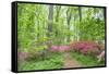 Azalea Woods, Winterthur, Delaware, Usa-Lisa S. Engelbrecht-Framed Stretched Canvas