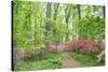 Azalea Woods, Winterthur, Delaware, Usa-Lisa S. Engelbrecht-Stretched Canvas