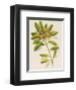 Azalea-John Miller-Framed Premium Giclee Print