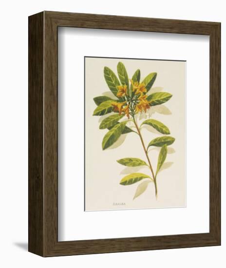 Azalea-John Miller-Framed Premium Giclee Print