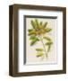 Azalea-John Miller-Framed Premium Giclee Print