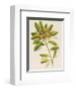 Azalea-John Miller-Framed Premium Giclee Print