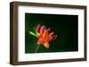 Azalea-Mark Pullen-Framed Photographic Print