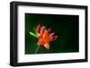 Azalea-Mark Pullen-Framed Photographic Print