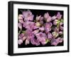 Azalea-Susan S. Barmon-Framed Giclee Print