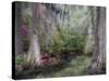 Azaleas and Cypress Trees in Magnolia Gardens, South Carolina, USA-Nancy Rotenberg-Stretched Canvas