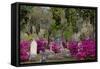 Azaleas and Headstones in Bonaventure Cemetery, Savannah, Georgia, USA-Joanne Wells-Framed Stretched Canvas