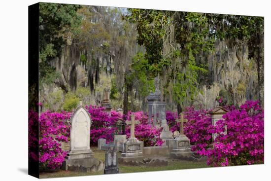 Azaleas and Headstones in Bonaventure Cemetery, Savannah, Georgia, USA-Joanne Wells-Stretched Canvas