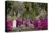 Azaleas and Headstones in Bonaventure Cemetery, Savannah, Georgia, USA-Joanne Wells-Stretched Canvas