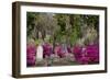 Azaleas and Headstones in Bonaventure Cemetery, Savannah, Georgia, USA-Joanne Wells-Framed Photographic Print