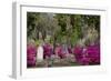 Azaleas and Headstones in Bonaventure Cemetery, Savannah, Georgia, USA-Joanne Wells-Framed Photographic Print