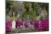 Azaleas and Headstones in Bonaventure Cemetery, Savannah, Georgia, USA-Joanne Wells-Mounted Photographic Print