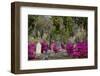 Azaleas and Headstones in Bonaventure Cemetery, Savannah, Georgia, USA-Joanne Wells-Framed Photographic Print