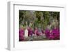 Azaleas and Headstones in Bonaventure Cemetery, Savannah, Georgia, USA-Joanne Wells-Framed Photographic Print