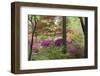 Azaleas and Japanese Maples at Azalea Path Arboretum and Botanical Gardens, Hazleton, Indiana-Richard and Susan Day-Framed Photographic Print