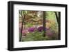 Azaleas and Japanese Maples at Azalea Path Arboretum and Botanical Gardens, Hazleton, Indiana-Richard and Susan Day-Framed Photographic Print