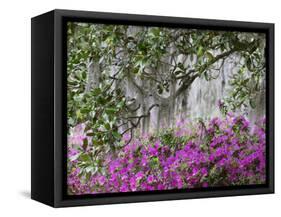 Azaleas and Live Oak Trees Draped in Spanish Moss, Middleton Place Plantation, South Carolina, USA-Adam Jones-Framed Stretched Canvas