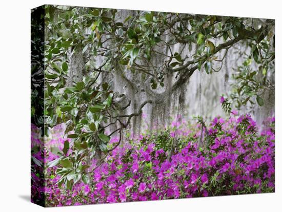 Azaleas and Live Oak Trees Draped in Spanish Moss, Middleton Place Plantation, South Carolina, USA-Adam Jones-Stretched Canvas