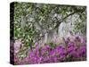 Azaleas and Live Oak Trees Draped in Spanish Moss, Middleton Place Plantation, South Carolina, USA-Adam Jones-Stretched Canvas