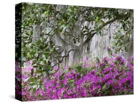 Azaleas and Live Oak Trees Draped in Spanish Moss, Middleton Place Plantation, South Carolina, USA-Adam Jones-Stretched Canvas