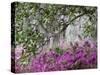 Azaleas and Live Oak Trees Draped in Spanish Moss, Middleton Place Plantation, South Carolina, USA-Adam Jones-Stretched Canvas