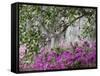 Azaleas and Live Oak Trees Draped in Spanish Moss, Middleton Place Plantation, South Carolina, USA-Adam Jones-Framed Stretched Canvas