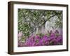 Azaleas and Live Oak Trees Draped in Spanish Moss, Middleton Place Plantation, South Carolina, USA-Adam Jones-Framed Premium Photographic Print