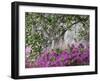 Azaleas and Live Oak Trees Draped in Spanish Moss, Middleton Place Plantation, South Carolina, USA-Adam Jones-Framed Premium Photographic Print