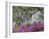 Azaleas and Live Oak Trees Draped in Spanish Moss, Middleton Place Plantation, South Carolina, USA-Adam Jones-Framed Premium Photographic Print