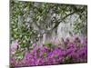 Azaleas and Live Oak Trees Draped in Spanish Moss, Middleton Place Plantation, South Carolina, USA-Adam Jones-Mounted Premium Photographic Print