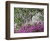 Azaleas and Live Oak Trees Draped in Spanish Moss, Middleton Place Plantation, South Carolina, USA-Adam Jones-Framed Photographic Print