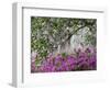 Azaleas and Live Oak Trees Draped in Spanish Moss, Middleton Place Plantation, South Carolina, USA-Adam Jones-Framed Photographic Print