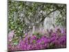 Azaleas and Live Oak Trees Draped in Spanish Moss, Middleton Place Plantation, South Carolina, USA-Adam Jones-Mounted Photographic Print