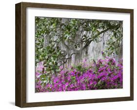 Azaleas and Live Oak Trees Draped in Spanish Moss, Middleton Place Plantation, South Carolina, USA-Adam Jones-Framed Photographic Print