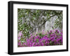 Azaleas and Live Oak Trees Draped in Spanish Moss, Middleton Place Plantation, South Carolina, USA-Adam Jones-Framed Photographic Print