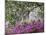 Azaleas and Live Oak Trees Draped in Spanish Moss, Middleton Place Plantation, South Carolina, USA-Adam Jones-Mounted Photographic Print