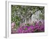 Azaleas and Live Oak Trees Draped in Spanish Moss, Middleton Place Plantation, South Carolina, USA-Adam Jones-Framed Photographic Print