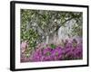 Azaleas and Live Oak Trees Draped in Spanish Moss, Middleton Place Plantation, South Carolina, USA-Adam Jones-Framed Photographic Print