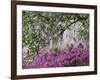 Azaleas and Live Oak Trees Draped in Spanish Moss, Middleton Place Plantation, South Carolina, USA-Adam Jones-Framed Photographic Print