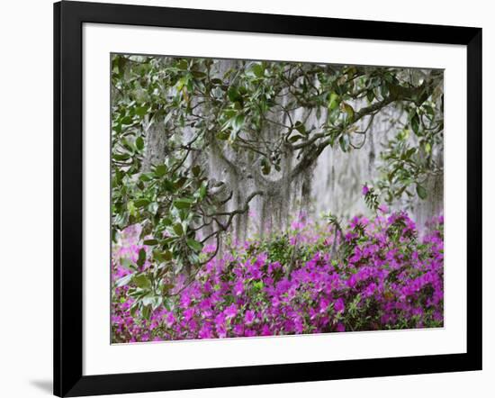 Azaleas and Live Oak Trees Draped in Spanish Moss, Middleton Place Plantation, South Carolina, USA-Adam Jones-Framed Photographic Print