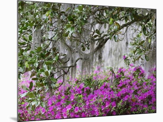 Azaleas and Live Oak Trees Draped in Spanish Moss, Middleton Place Plantation, South Carolina, USA-Adam Jones-Mounted Photographic Print