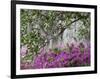 Azaleas and Live Oak Trees Draped in Spanish Moss, Middleton Place Plantation, South Carolina, USA-Adam Jones-Framed Photographic Print