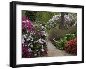 Azaleas and Rhododendrons, Isabella Plantation, Richmond Park, Richmond, Surrey, England, Uk-null-Framed Photographic Print