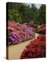 Azaleas and Rhododendrons, Isabella Plantation, Richmond Park, Richmond, Surrey, England, Uk-null-Stretched Canvas